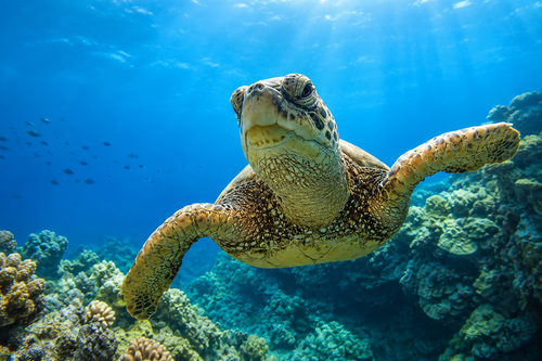 Delfiny podczas rejsu Marsa Mubarak snorkeling z Marsa Alam