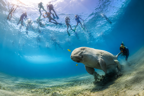 Marsa Mubarak snorkeling z Marsa Alam podczas rejsu po Morzu Czerwonym