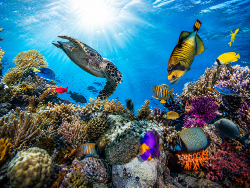 Dugoń podczas Marsa Mubarak snorkeling w Morzu Czerwonym