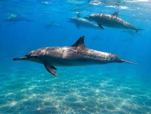 Marsa Mubarak snorkeling z żółwiem morskim w Morzu Czerwonym