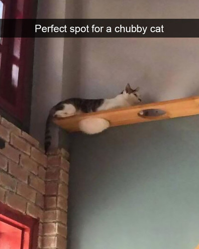 hilarious cat snapchats 59 594a245fae217 700.jpg