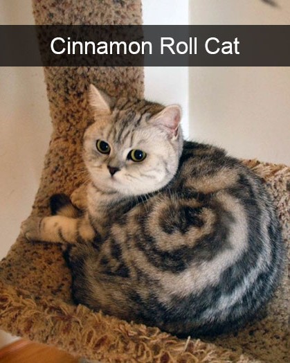 hilarious cat snapchats 29 5949205f2fc7d 700.jpg
