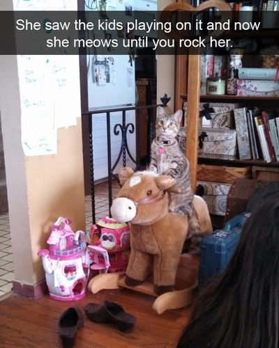 hilarious cat snapchats 15 5948f053966dd 700.jpg