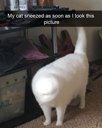hilarious cat snapchats 32 594922f0c03f6 700.jpg