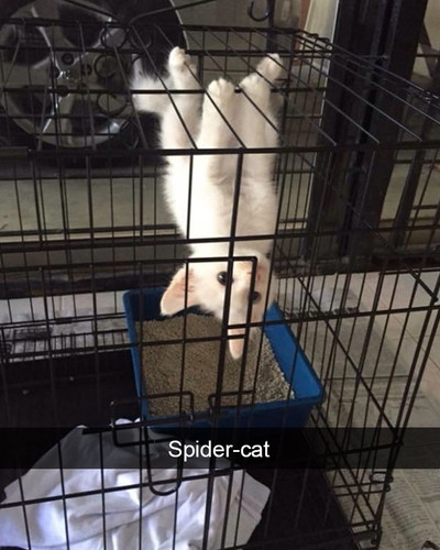 hilarious cat snapchats 210 594a2ce701af5 700.jpg