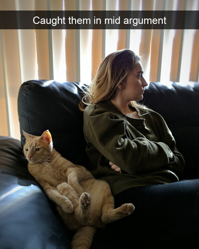 hilarious cat snapchats 9 5948f0439ad46 700.jpg
