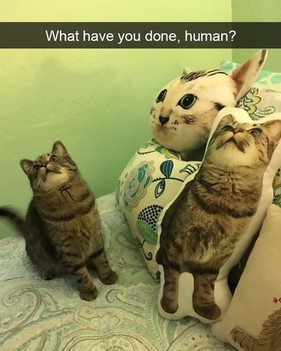 hilarious cat snapchats 14 5948f05090e7e 700.jpg