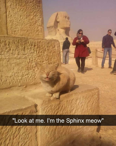 hilarious cat snapchats 23 5949167005dd3 700.jpg