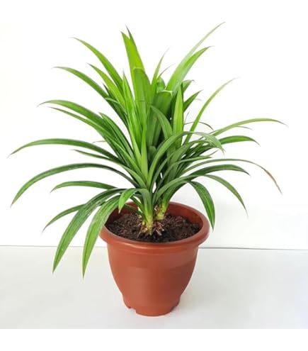 51HHaL9Ri2L. AC UL495 SR435,495 .jpg