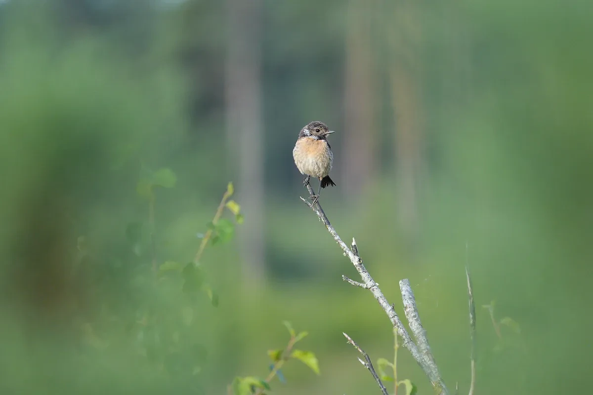 Sony RX10 V bridge camera sample gallery, a stonechat with an insect in its beak, perched on a branch in a nature reserve