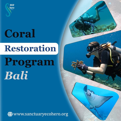 Coral Restoration Program Bali.jpg