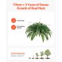 us%2FXDSRZJLZWBHH076QJ001V0%2Fgoods thumb v2%2Fartificial ferns f3.jpg