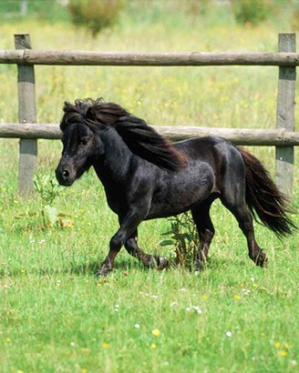 tiny horses 9 605.jpg