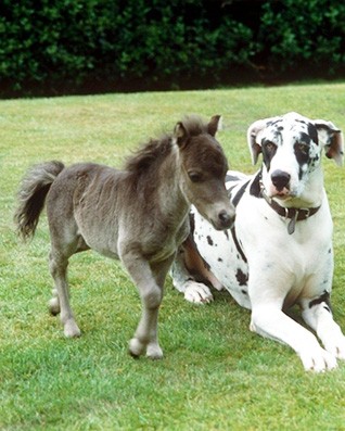 tiny horses 18 605.jpg