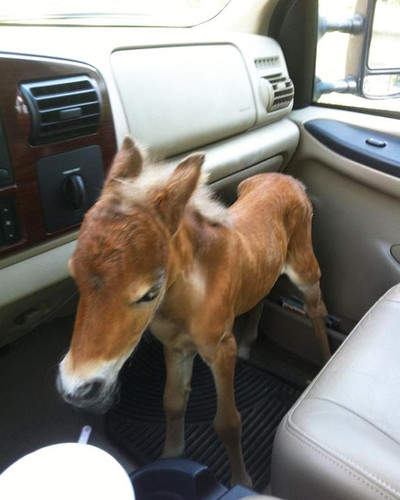 tiny horses 7 605.jpg