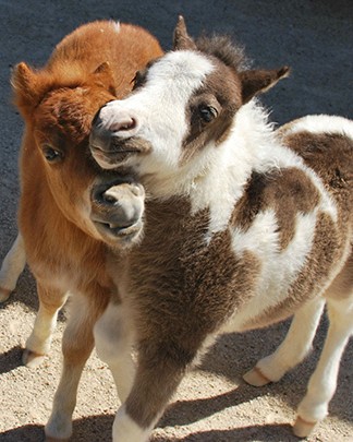 tiny horses 6 605.jpg