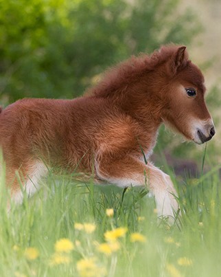 tiny horses 27 605.jpg