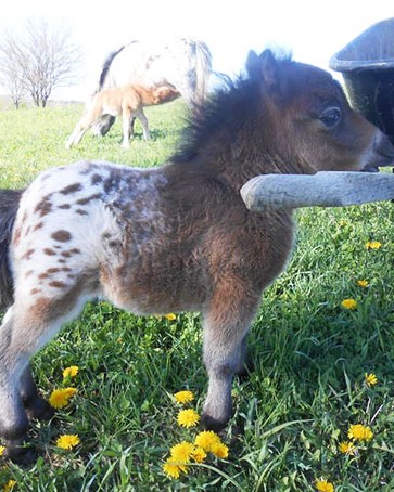 tiny horses 1 605.jpg