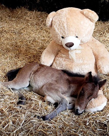 tiny horses 28 605.jpg