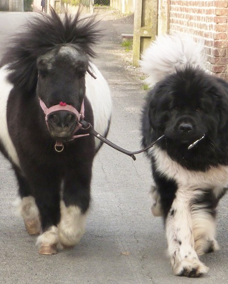 tiny horses 35 605.jpg