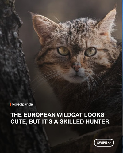 swipe to read.jpg