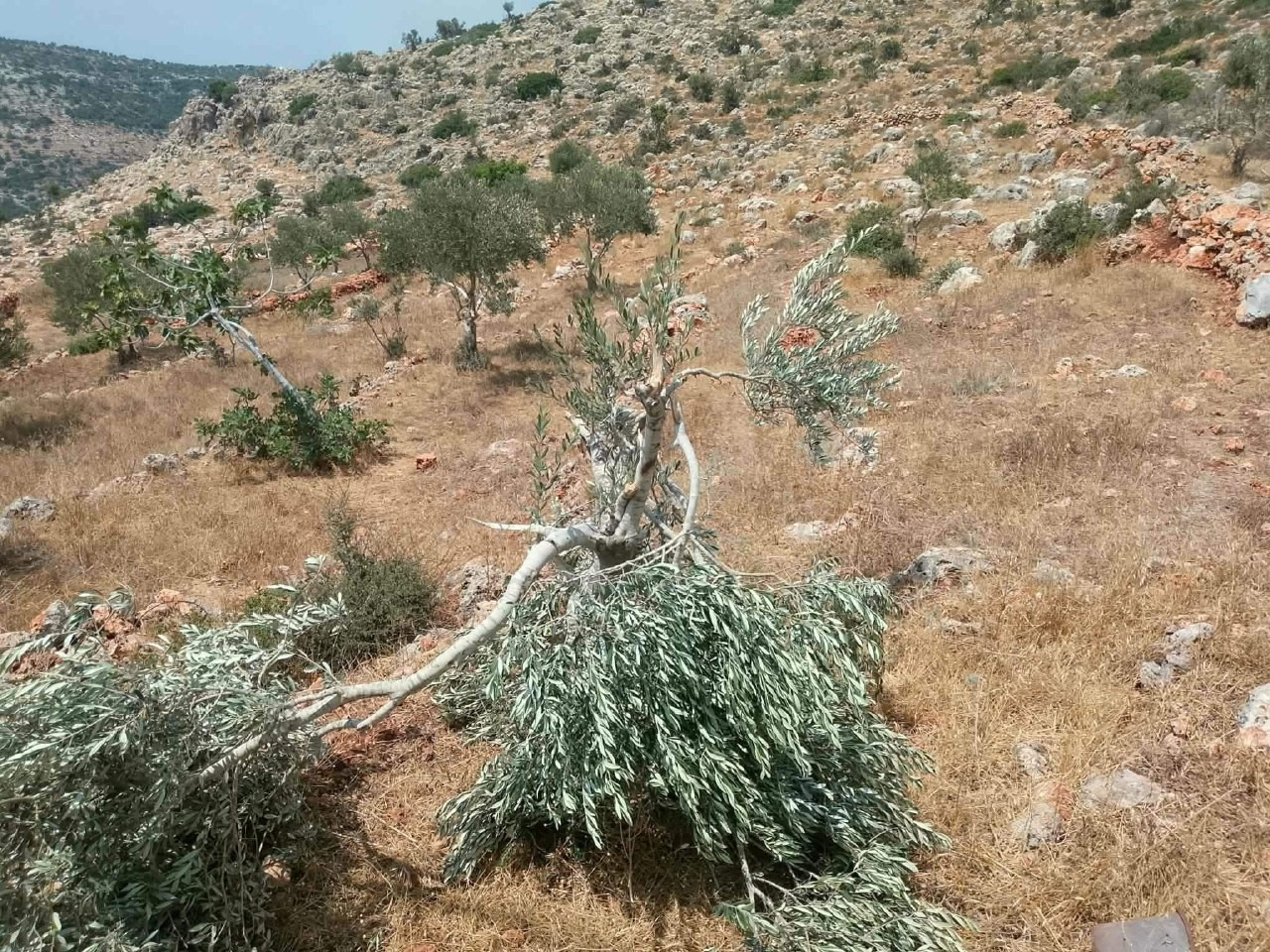 صورة الخبر