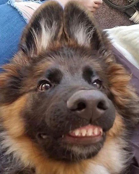 funny dog teeth toofers 3 5e255a95cd31e 700.jpg