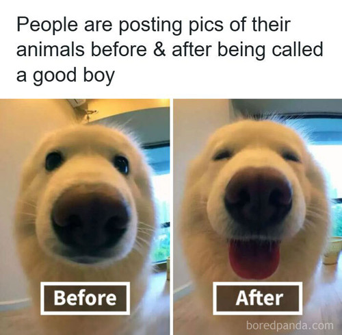 before after called good boy.jpg