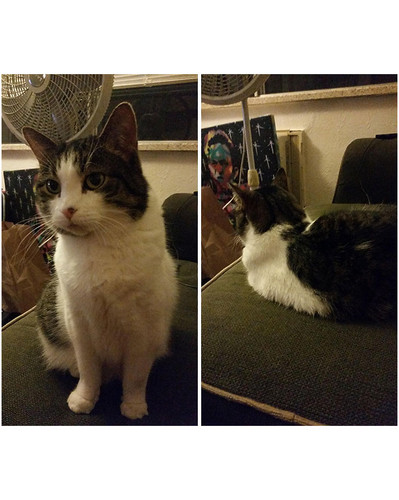 before after called good boy 27 5860d5477388a 700 bordered.jpg