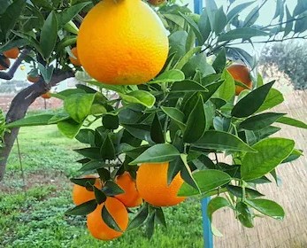 online plant bazar orange vietna (2).jpg