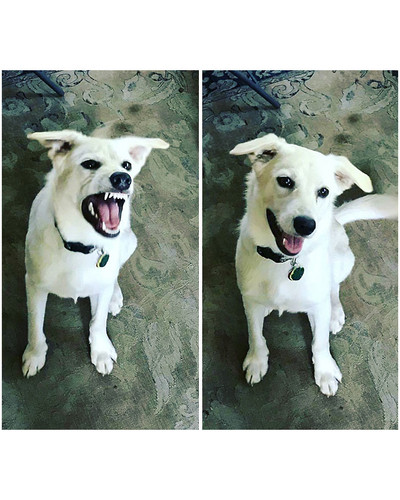 before after called good boy 25 5860d2dbb98e0 700 bordered.jpg