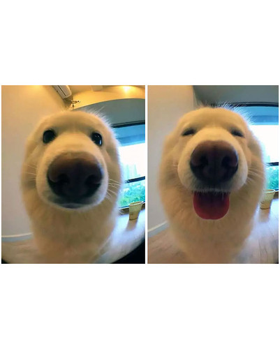 before after called good boy 1 5860c743d74af 700 bordered.jpg