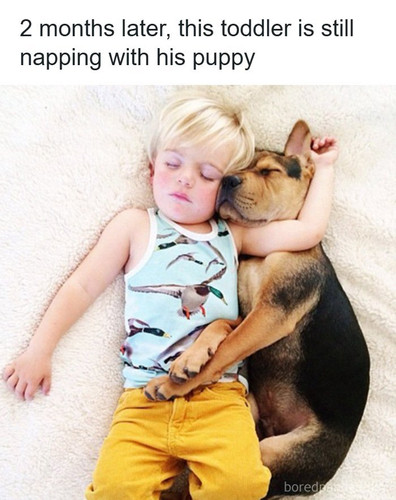 animals parenting.jpg
