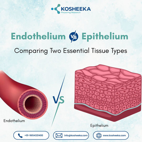 Endothelium vs Epithelium (2).1