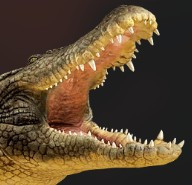 croc.jpg