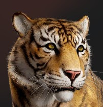 tiger.jpg