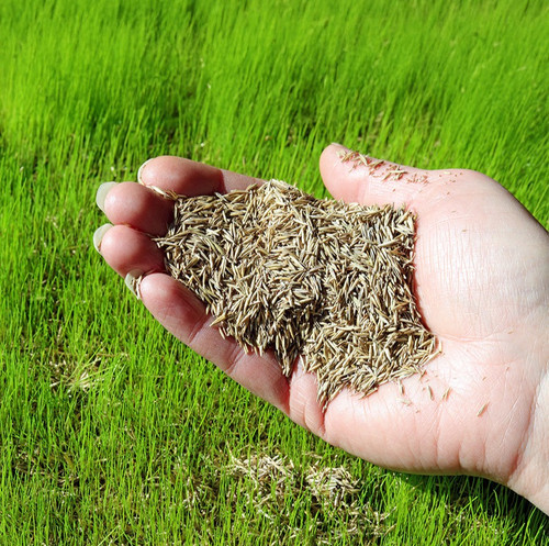handful grass seed lawn.jpg