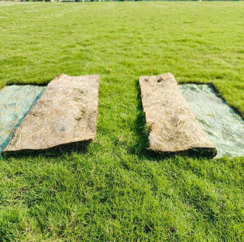 Korean Grass.jpg