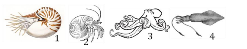 Gambar OSN ipa 1.png