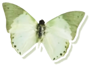 c7549a1d1dcec8ede490500a7850d3379156e52b67478dad0fb7b1555e177a07.0.png
