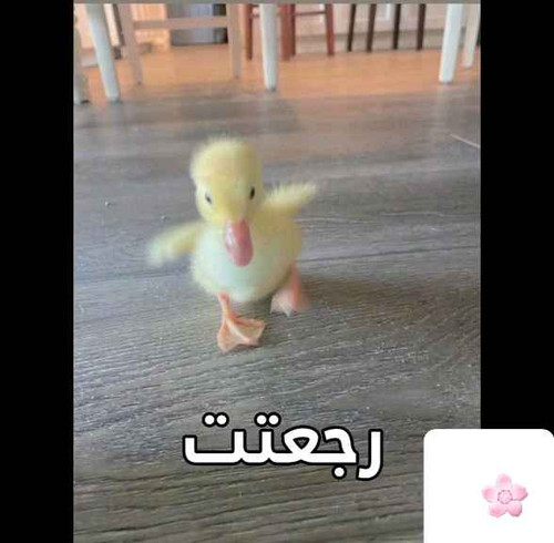 d2f7c00706cd.jpg
