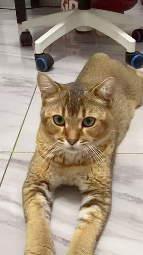 cat ref.jpg