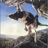 cow.png