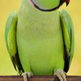 temp.png