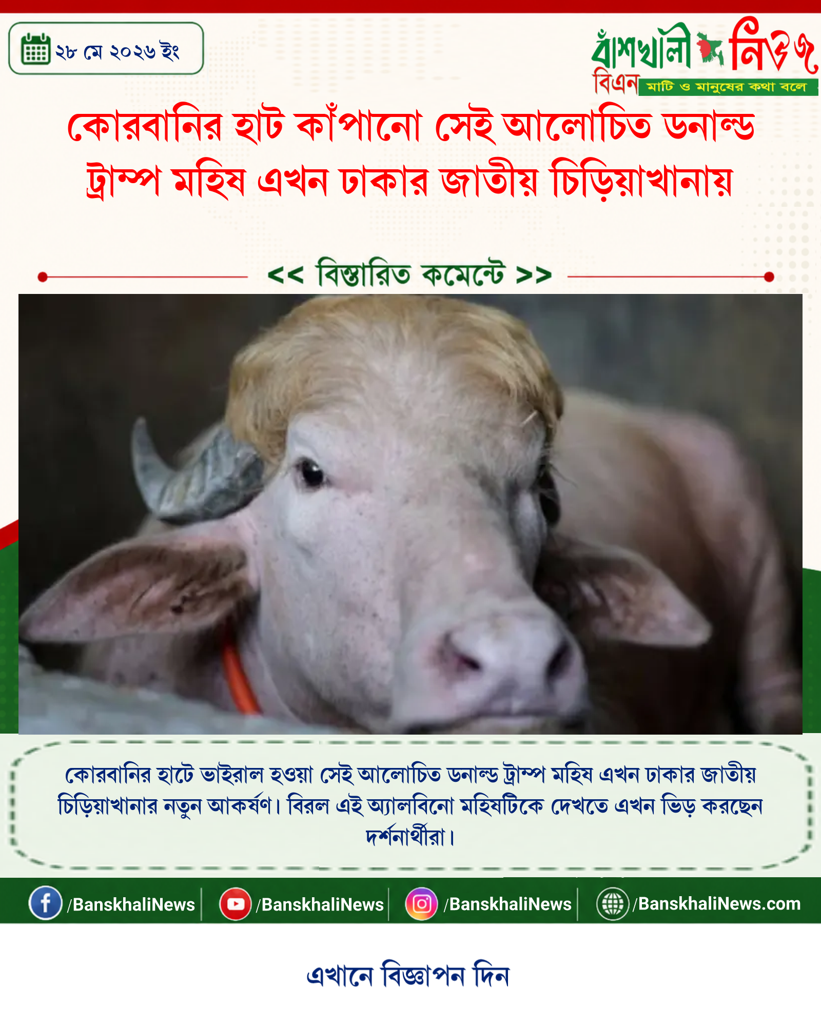 কোরবানির হাট কাঁপানো সেই আলোচিত ডনাল্ড ট্রাম্প মহিষ এখন ঢাকার জাতীয় চিড়িয়াখানায়