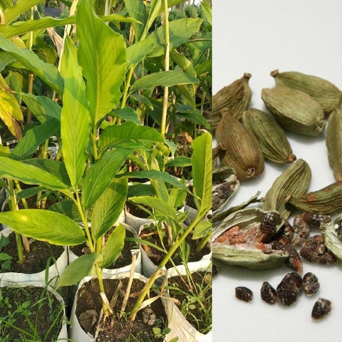 yes annual yes elaichi cardamom.jpg