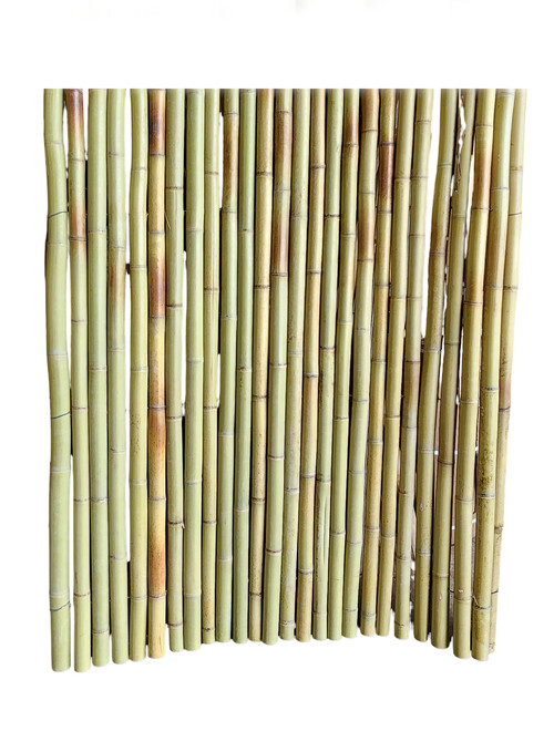 BWF 958 Prime.jpg