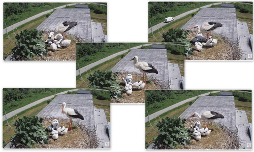 Bilder1.jpg