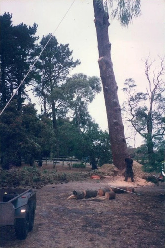 Arborist Kapiti Coast | Tree Removal Horowhenua | Tree Services Manawatu.jpg