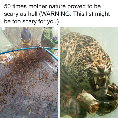 scary nature.jpg